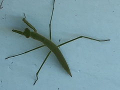 Eumusonia