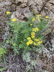 Senecio lyonii