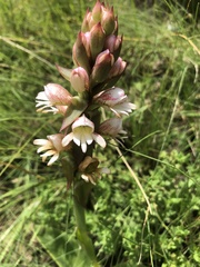 Satyrium sphaerocarpum