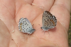 Pseudophilotes baton