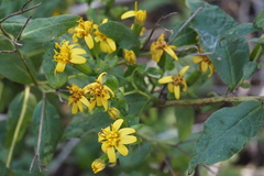 Trixis inula