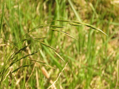 Bromus pitensis