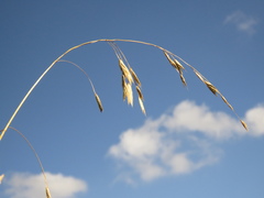 Bromus pitensis
