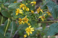 Trixis inula