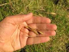 Bromus pitensis