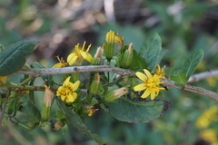 Trixis inula