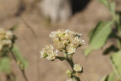 Verbesina microptera