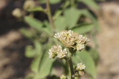 Verbesina microptera