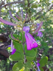 Chorisochora transvaalensis