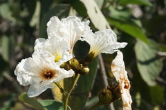 Cordia boissieri