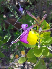 Chorisochora transvaalensis