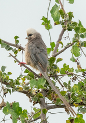 Colius leucocephalus