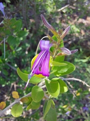 Chorisochora transvaalensis