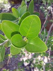 Chorisochora transvaalensis