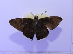 Murgaria toxeus