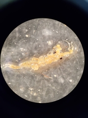 Streptocephalus texanus