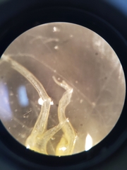 Streptocephalus texanus