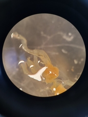 Streptocephalus texanus