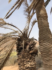 Phoenix canariensis image