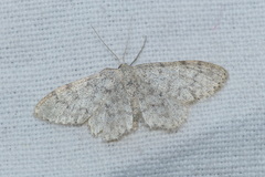Idaea typicata