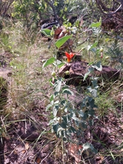 Hibiscus waterbergensis