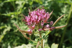 Polanisia dodecandra riograndensis