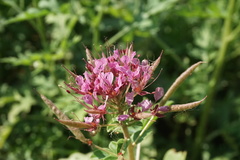 Polanisia dodecandra riograndensis