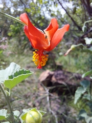 Hibiscus waterbergensis