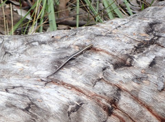 Cryptoblepharus pulcher pulcher