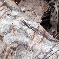 Cryptoblepharus pulcher pulcher