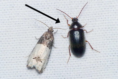 Hymenalia rufipes