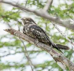 Caprimulgus europaeus