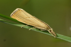 Xanthocrambus saxonellus