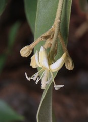 Morisonia ferruginea
