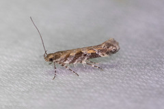 Aristotelia pudibundella