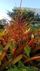 Aechmea blanchetiana