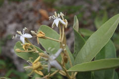 Morisonia ferruginea