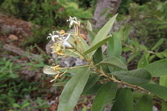 Morisonia ferruginea