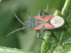 Melanostethus marginatus
