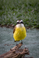 Pitangus sulphuratus