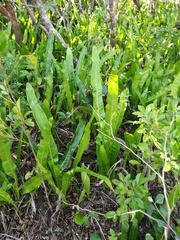 Microsorum punctatum