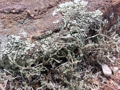 Selaginella dregei