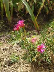 Delosperma cooperi