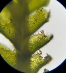 Anastrophyllaceae