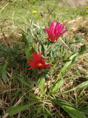 Delosperma cooperi