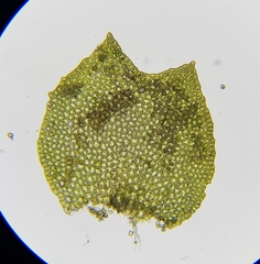 Anastrophyllaceae