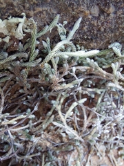 Selaginella dregei