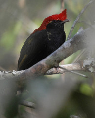 Antilophia galeata