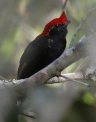 Antilophia galeata