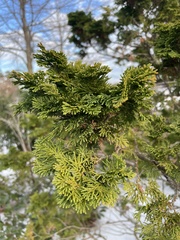 Chamaecyparis obtusa